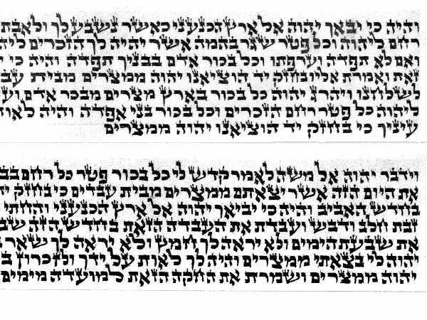 תפילין קלף פרשיות תפילין של יד, כתב אשכנזי (בית יוסף), בהזמנה בלבד